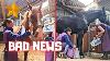 Bad News For Rising Star And What S Wrong With Reintje Not In Love Friesian Horses